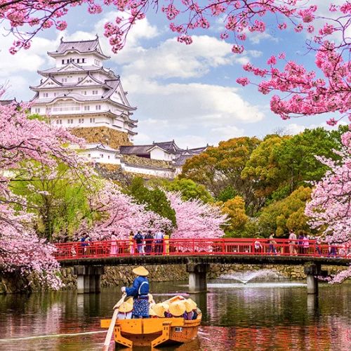 Hanami - festa de observação das cerejeiras em flor
