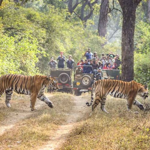 Safari de tigres na Índia