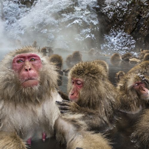 Macacos da neve relaxando em onsens em Nagano