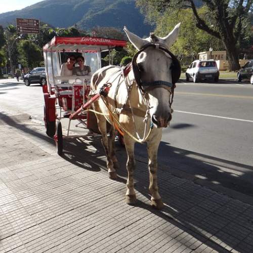 Passeio de charrete por Gramado