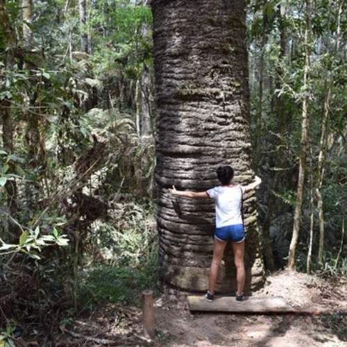 Trilha da Árvore Gigante em Monte Verde