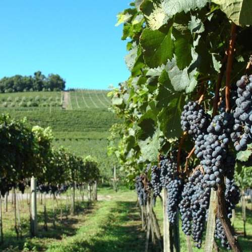 Vale dos Vinhedos na Serra Gaúcha