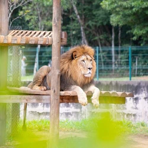 Família visitando o zoológico em Belo Horizonte