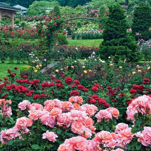 International Rose Test Garden